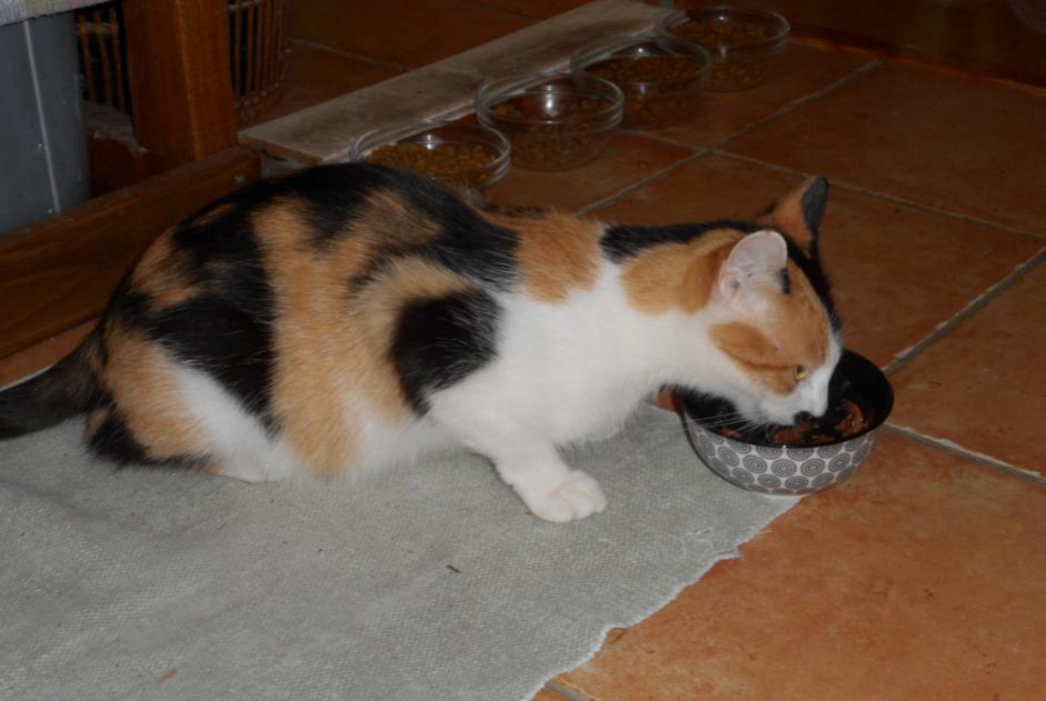 Discovery alert Cat Female Saint-Pryvé-Saint-Mesmin France