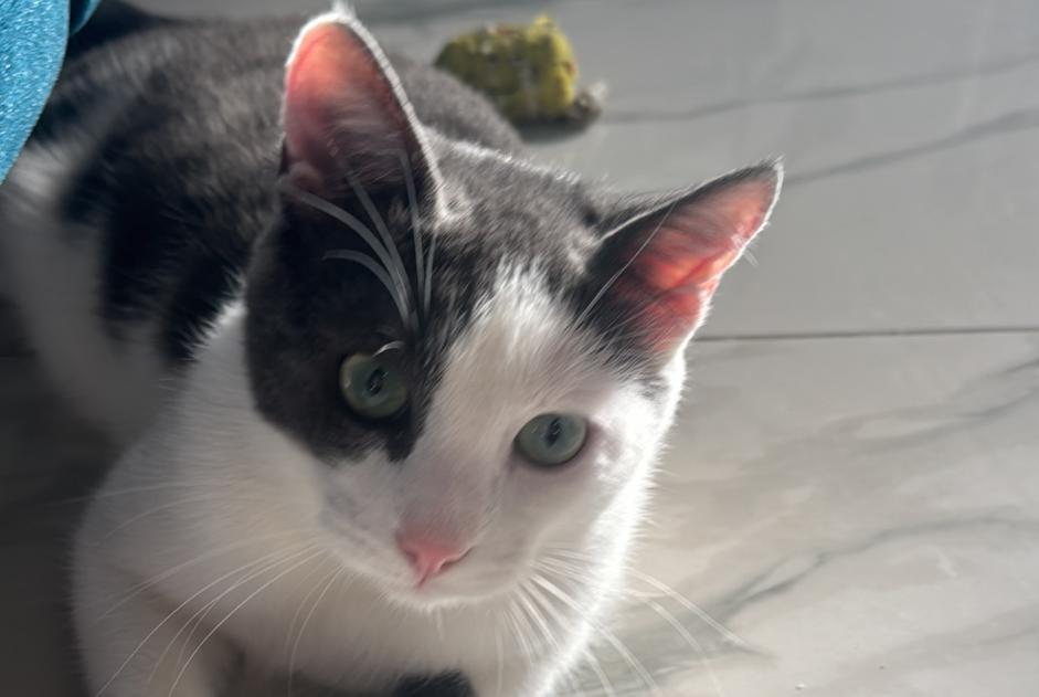 Disappearance alert Cat Male , 1 years Marcilly-sur-Tille France