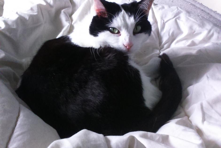 Disappearance alert Cat  Female , 11 years Montaut-les-Créneaux France