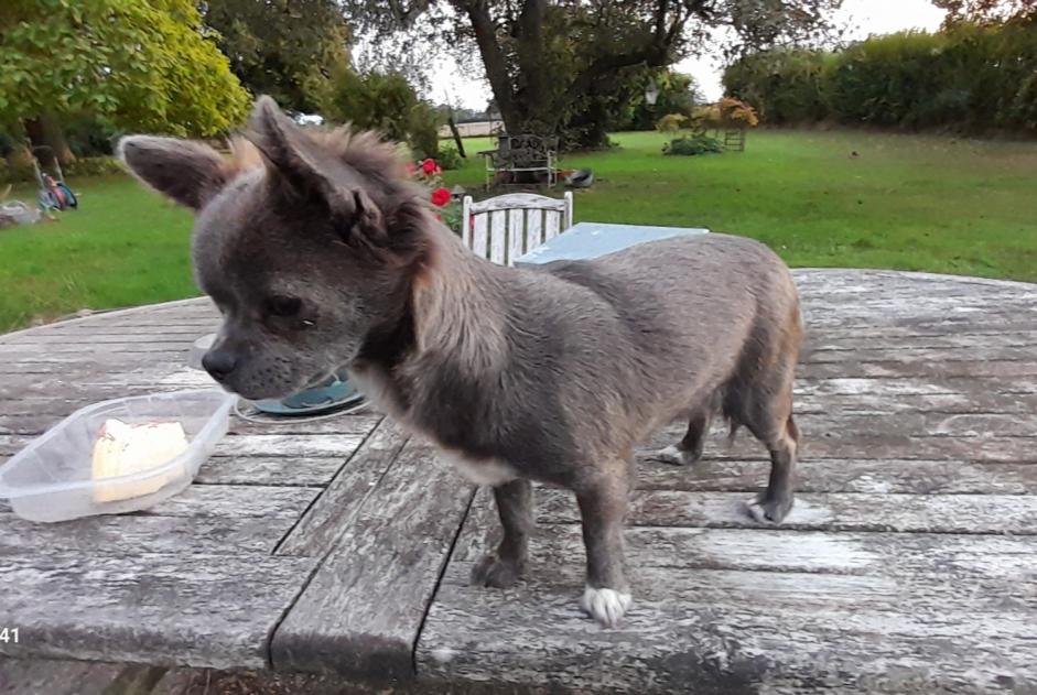 Discovery alert Dog  Female Saint-Loup-des-Vignes France