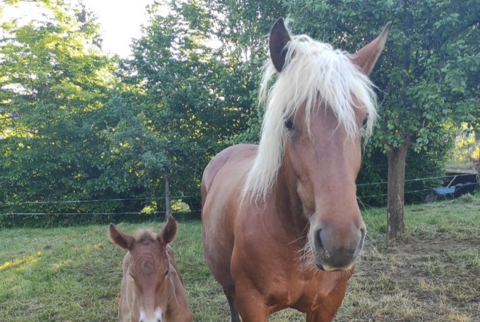 Alerta de Desaparición Caballo Hembra , 2024 años Voillans Francia