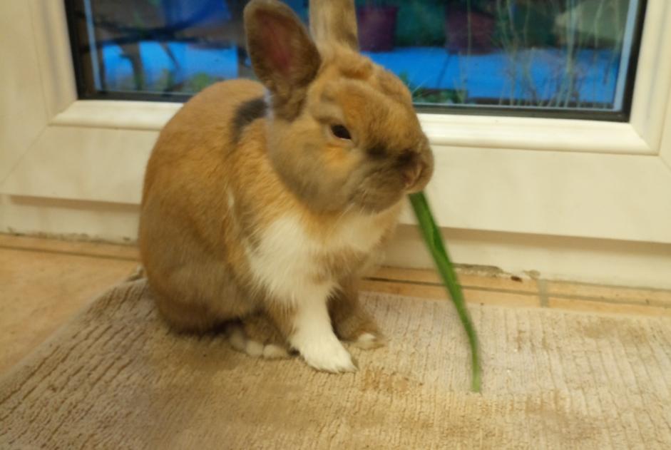 Alerta de Hallazgo Conejo Desconocido Brazey-en-Plaine Francia