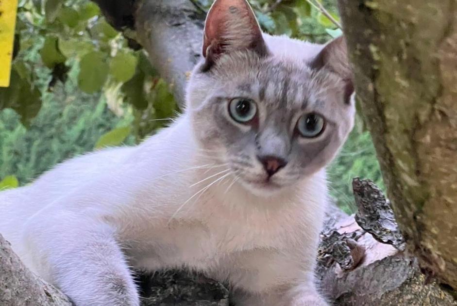 Alerta de Desaparición Gato  Macho , 1 años Pertuis Francia