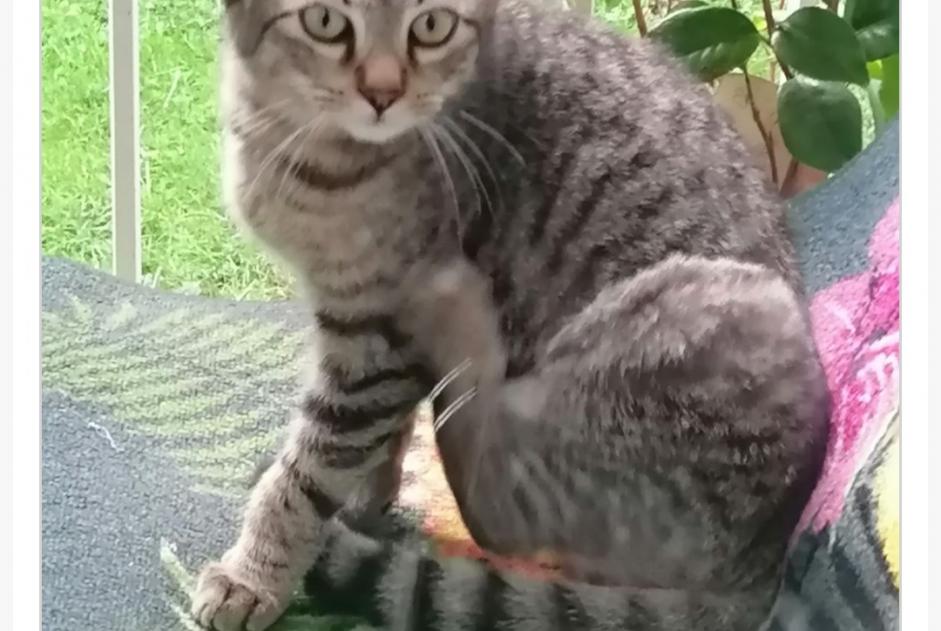 Alerte Découverte Chat Mâle Joué-lès-Tours France