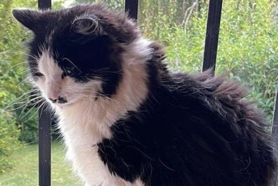 Avviso scomparsa Gatto Maschio , 7 anni Paris Francia