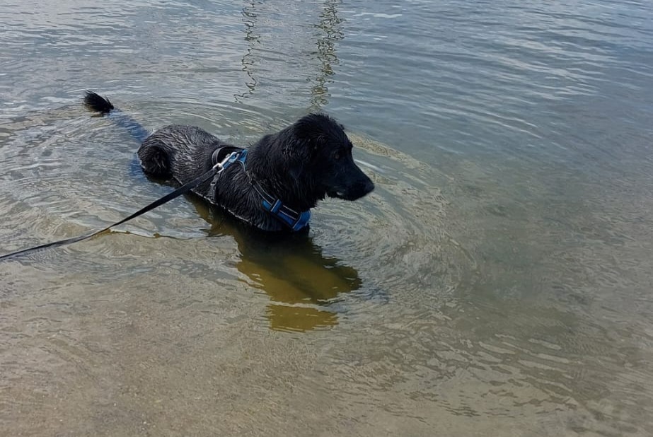 Verdwijningsalarm Hond  Vrouwtje , 3 jaar Beaune Frankrijk